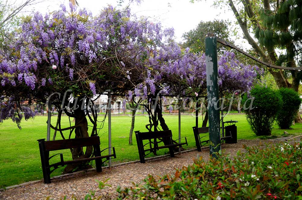 Jardín Japonés