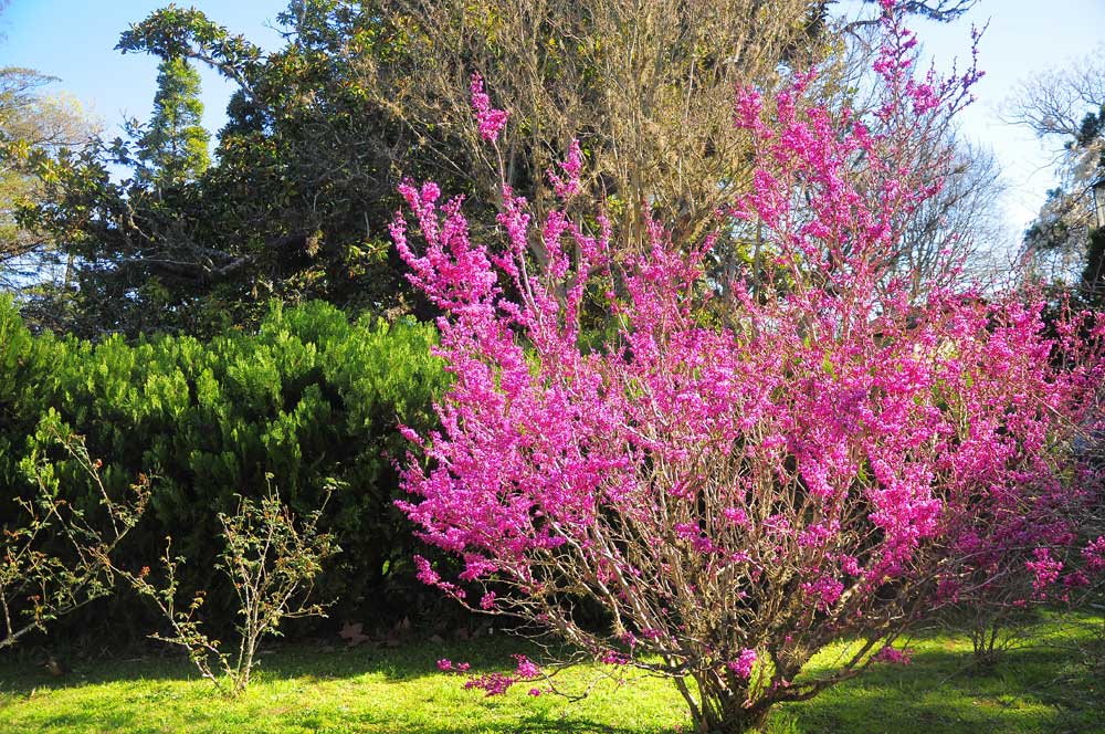 Quinta Capurro