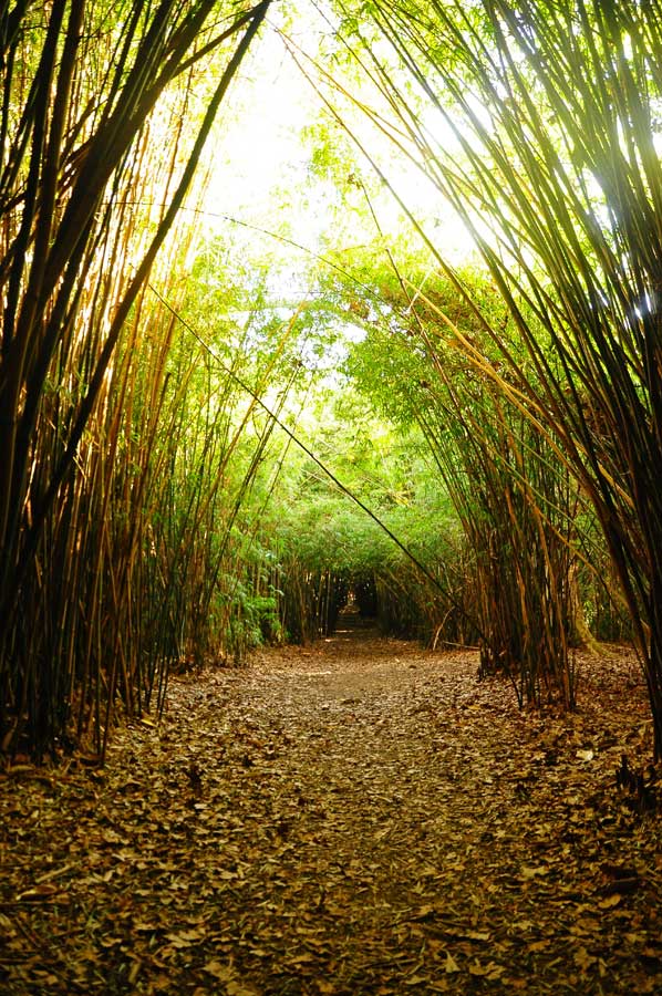 Quinta Capurro